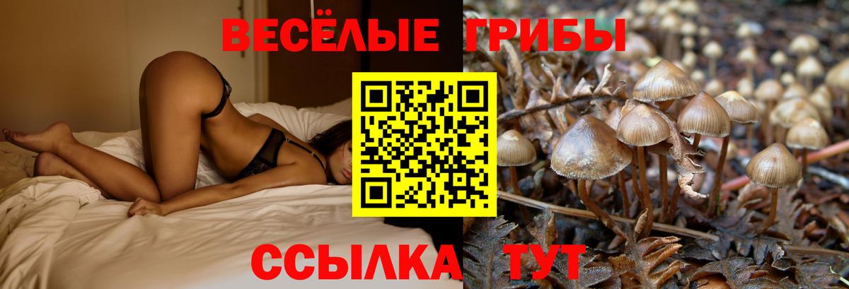 Псилоцибиновые грибы мицелий Будённовск